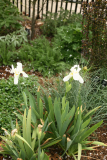Iris germanica 'Florentina' RCP4-10 195.jpg